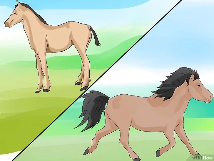 بالصور.. 3 معايير تساعدك في التفرقة بين الحصان والمهر