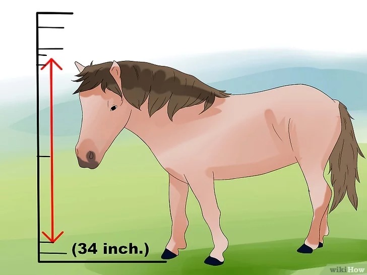 بالصور.. 3 معايير تساعدك في التفرقة بين الحصان والمهر
