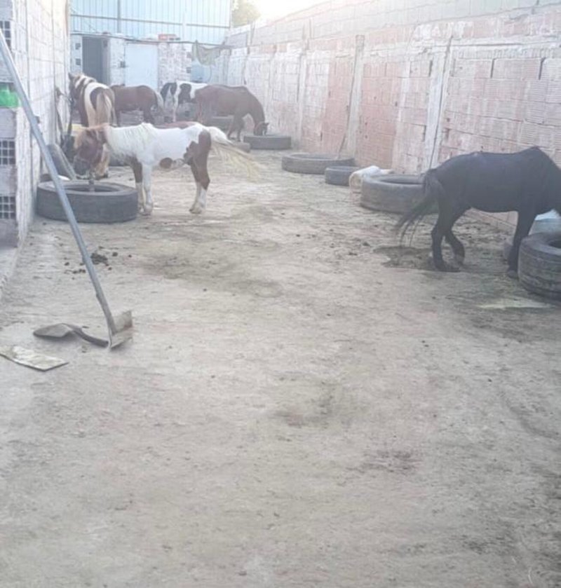 بالصور.. ضبط موقع مخالف لقواعد تربية الخيول بالسعودية