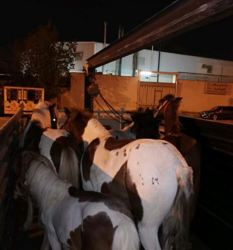 بالصور.. ضبط موقع مخالف لقواعد تربية الخيول بالسعودية