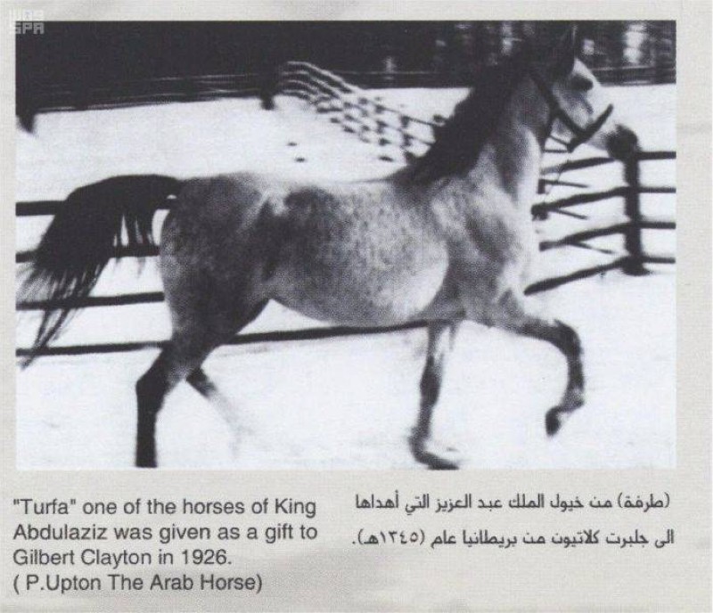 صور نادرة للملك عبد العزيز آل سعود برفقة خيوله