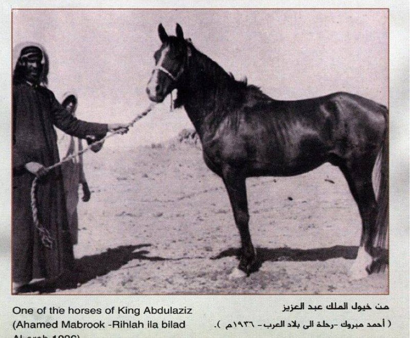 صور نادرة للملك عبد العزيز آل سعود برفقة خيوله