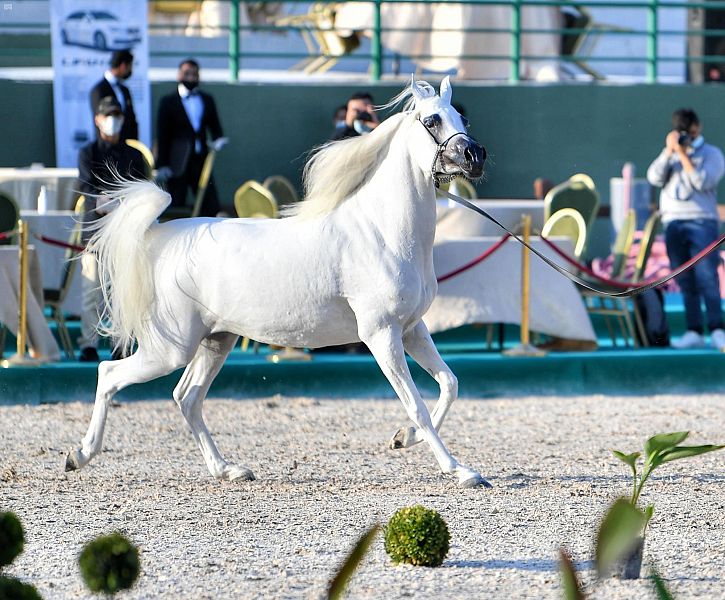 بالصور.. القائمة الكاملة لأجمل الخيول الفائزة في بطولة جمال الجواد العربي بمكة