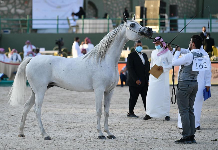 بالصور.. القائمة الكاملة لأجمل الخيول الفائزة في بطولة جمال الجواد العربي بمكة