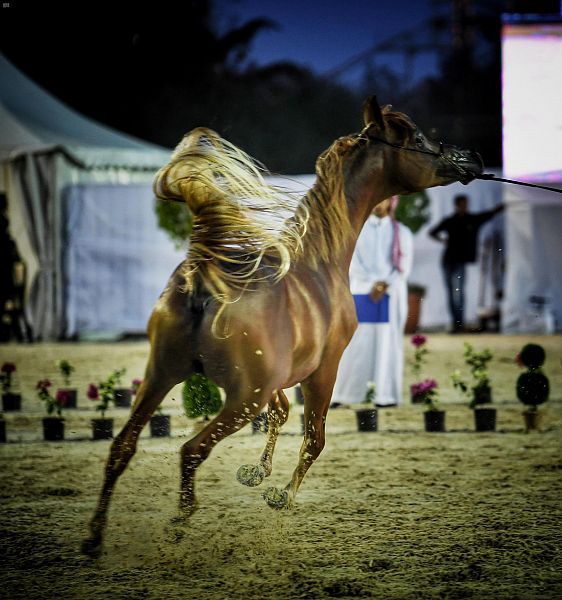 بالفيديو.. 45 حصانا يتنافسون في 6 نهائيات لبطولة جمال الجواد العربي في مكة