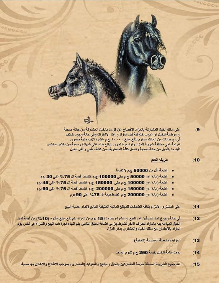 الجمعة.. انطلاق مزاد جواد النيل للخيول العربية في نادي سقارة