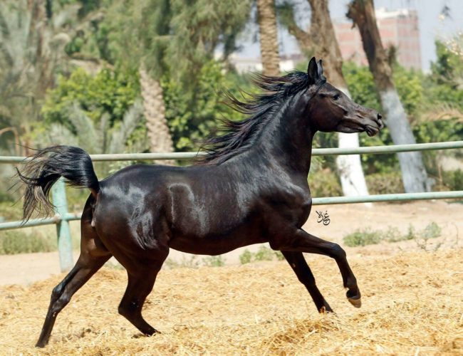 مشروع "مرابط مصر".. الرئيس يصنع التاريخ الذهبي لتربية وإنتاج الخيول العربية المصرية الأصيلة