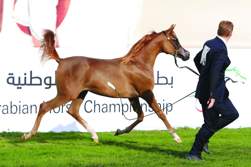 بالصور.. المهرة "الأريام" ملكة جمال بطولة الإمارات لجمال الخيول العربية
