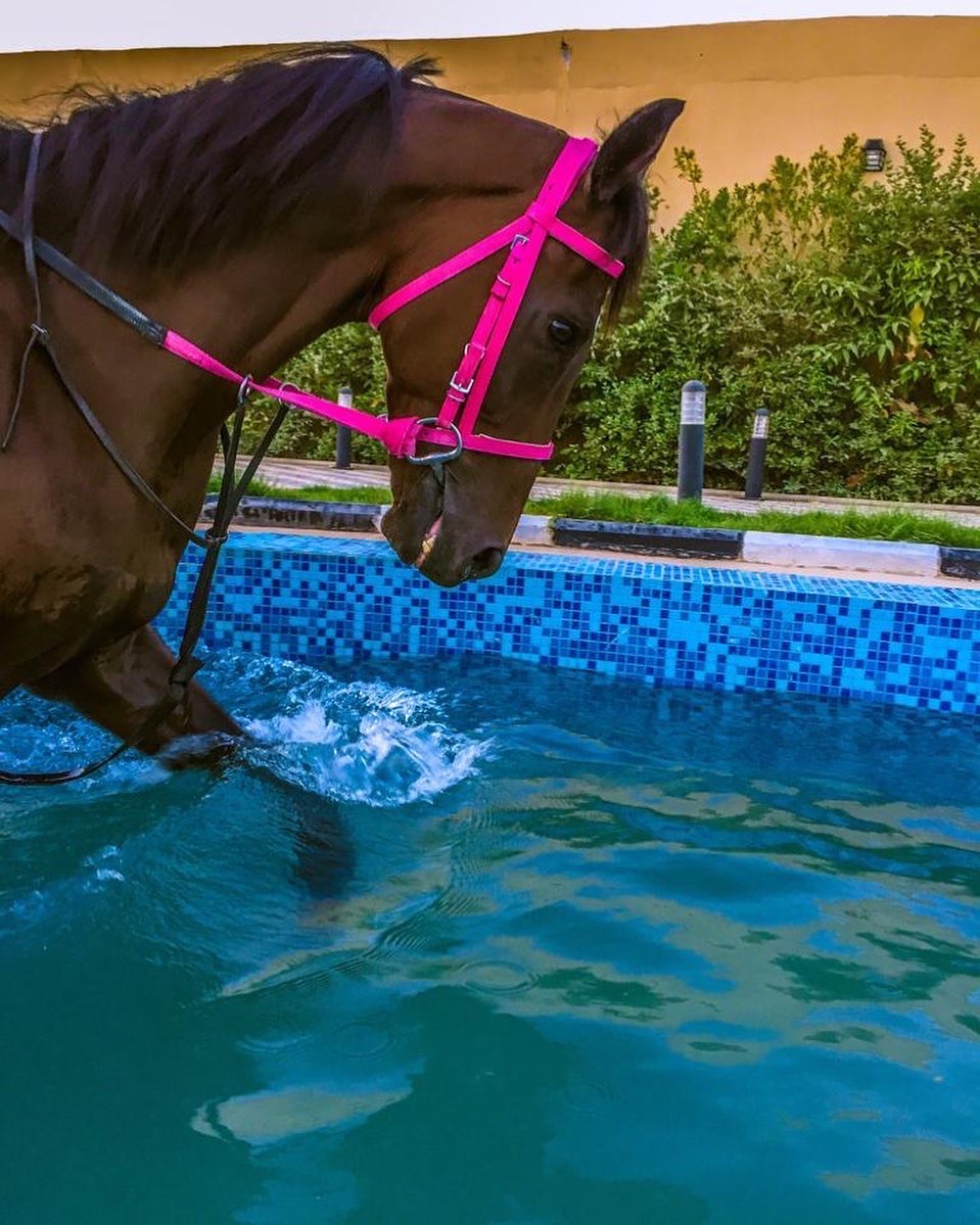 بالصور.. علاج الخيول بالسباحة يحسن الجهاز التنفسي