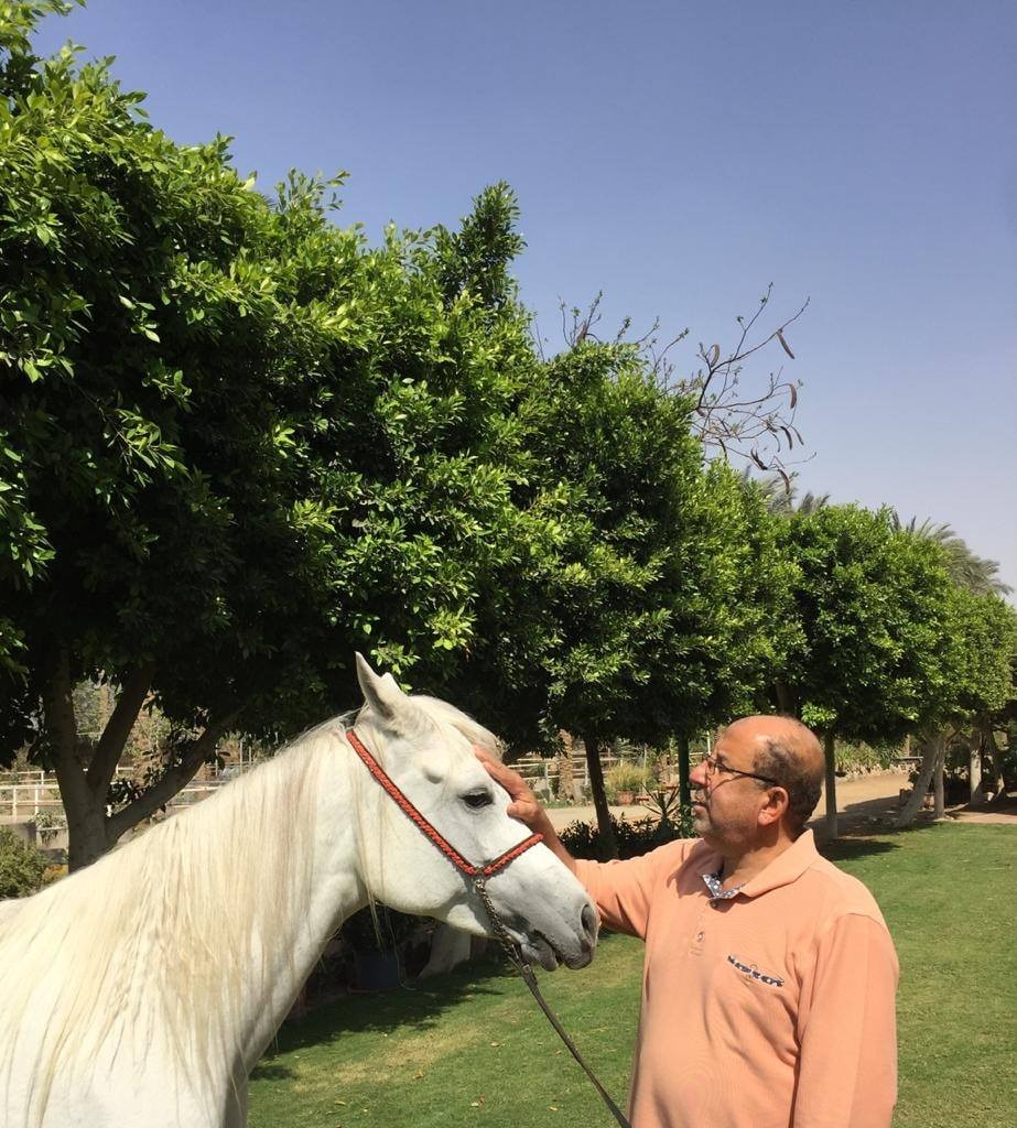 مدير محطة الزهراء السابق لـ"الكنوز المصرية": 4 هرمونات مسئولة عن سعادة الخيول