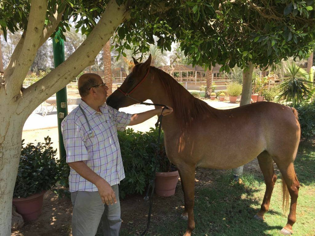 مدير محطة الزهراء السابق لـ"الكنوز المصرية": 4 هرمونات مسئولة عن سعادة الخيول