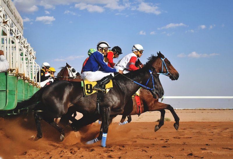 الحصان "صديد" يتوج بكأس ميدان الفروسية في حائل السعودية