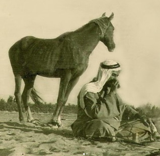 بالصور.. تعرف على تاريخ "عرب الطحاوية" مع الخيول