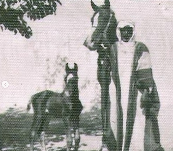بالصور.. تعرف على تاريخ "عرب الطحاوية" مع الخيول