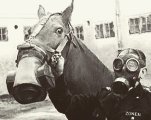 بالصور.. أقنعة غاز للخيول في الحرب العالمية الثانية