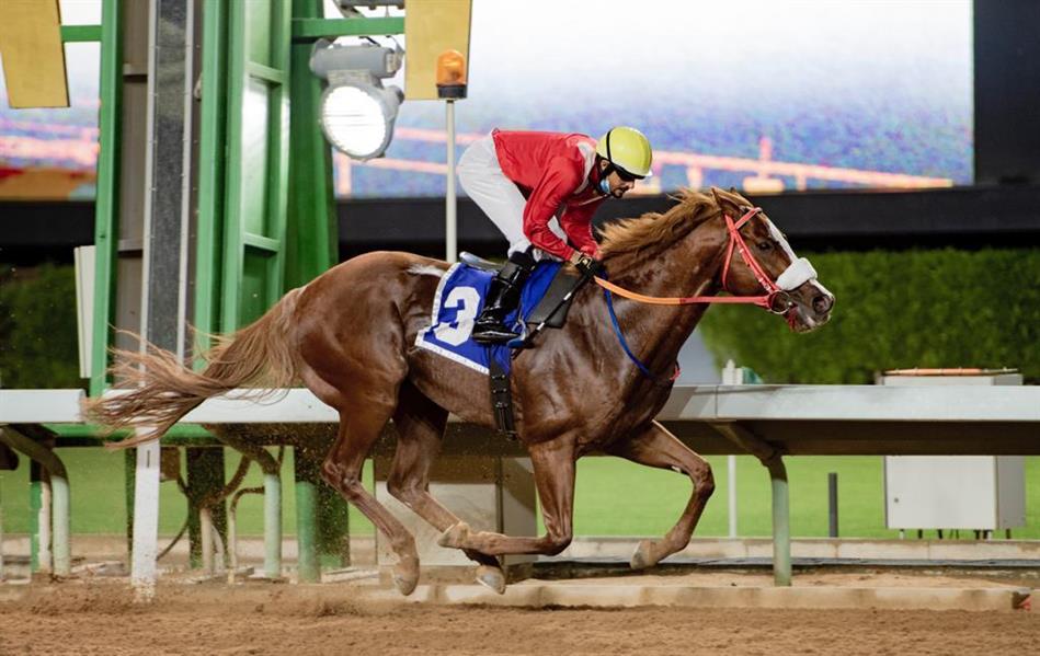 بالصور.. الحصان "كاربلانكو" يحصد جائزة نادي سباقات الخيل التقديرية بالسعودية