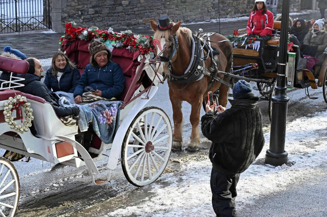 حزن في كندا بعد قرار حظر سير عربات الخيول في مونتريال
