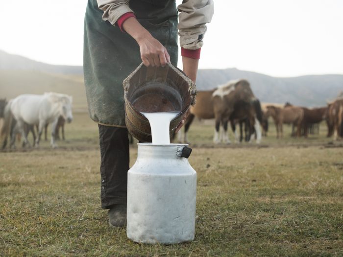 توصية جامعية من كازاخستان: اشربوا حليب الخيول بكثرة