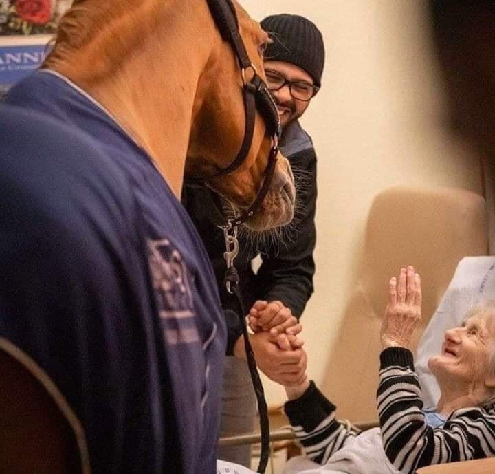 وفاء الخيول.. حصان يزور صاحبته المريضة بالمستشفى