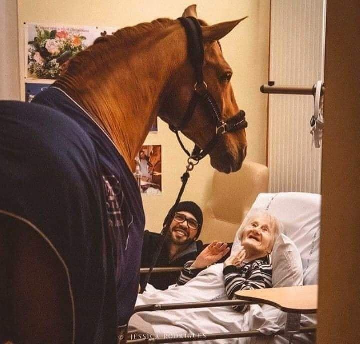 وفاء الخيول.. حصان يزور صاحبته المريضة بالمستشفى