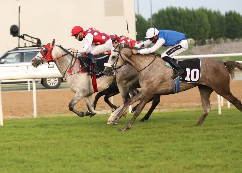أسماء 8 خيول فازت بالمراكز الأولى في سباق مضمار العين الإماراتي