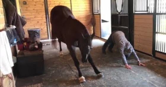 شاهد.. حصان يحترف ممارسة اليوجا الصباحية بجوار مالكه