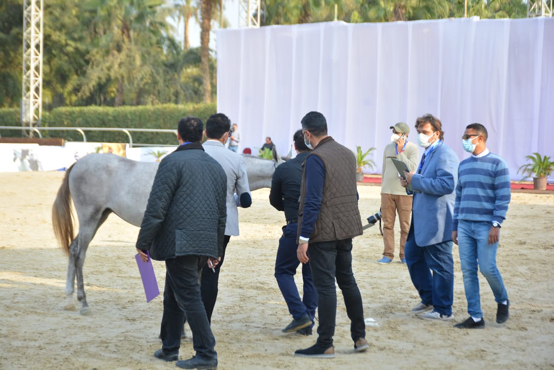 30 صورة تسجل لحظات المنافسة بين أجمل الخيول في بطولة مصر لجمال الخيول العربية الأصيلة