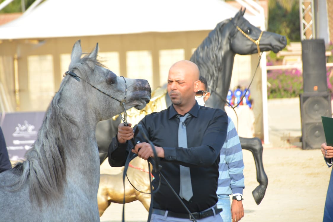 30 صورة تسجل لحظات المنافسة بين أجمل الخيول في بطولة مصر لجمال الخيول العربية الأصيلة