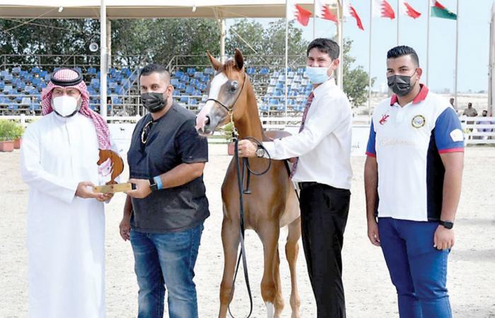 بالأسماء.. أجمل 25 حصان في بطولة العيد الوطني لجمال الخيل العربية بالبحرين