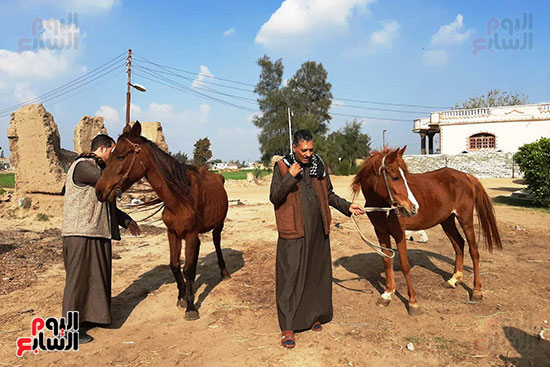 تحقيق مصور يروي تاريخ قرية بالشرقية في تربية الخيول العربية الأصيلة