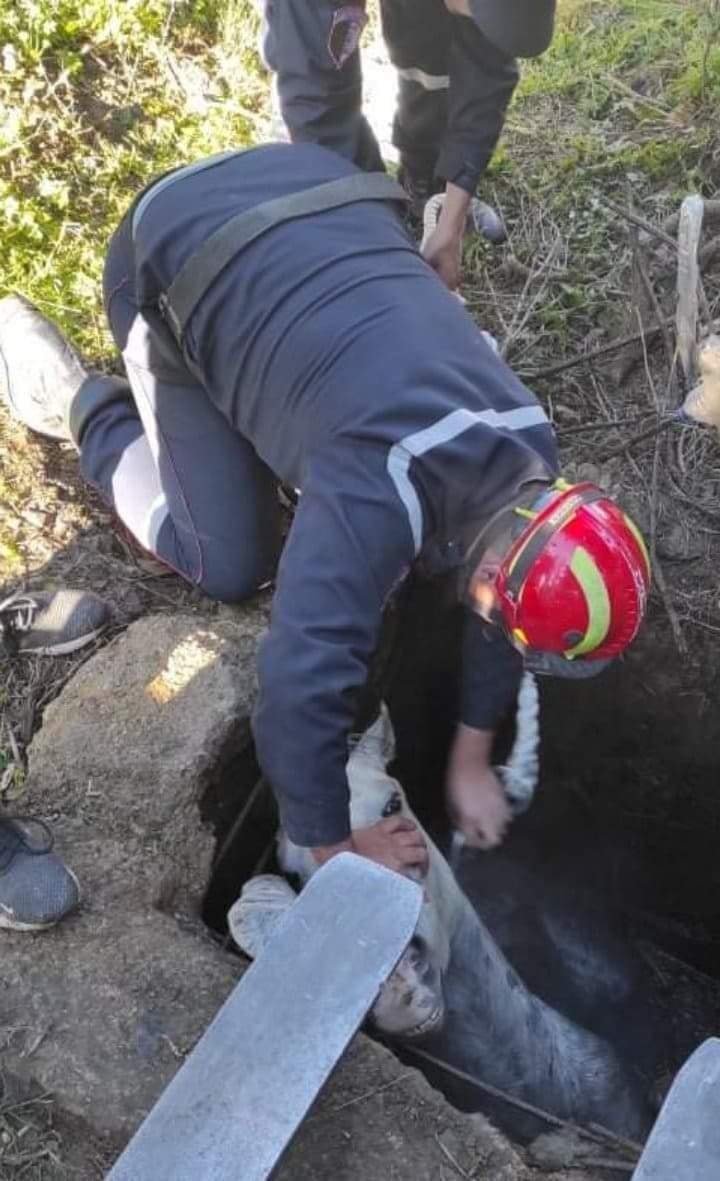 بالصور.. عملية إنقاذ حصان سقط في بالوعة صرف بالجزائر