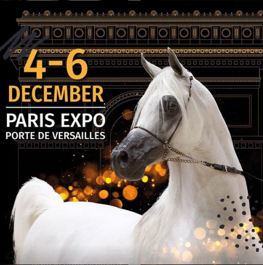 "الكنوز المصرية" تنشر السبب الحقيقي لإلغاء بطولة باريس لجمال الخيول العربية