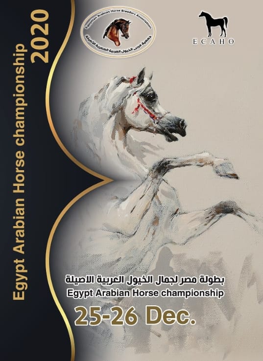 شرط وحيد لدخول المربين المشاركين في بطولة مصر لجمال الخيول العربية