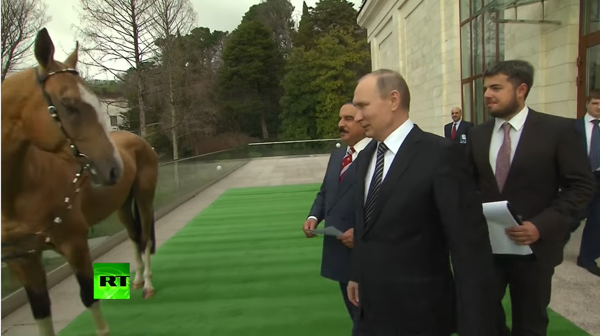 بالفيديو.. الحصان حجي بك هدية الرئيس الروسي لملك البحرين