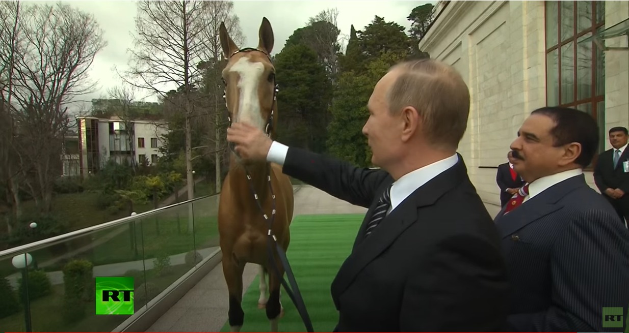 بالفيديو.. الحصان حجي بك هدية الرئيس الروسي لملك البحرين