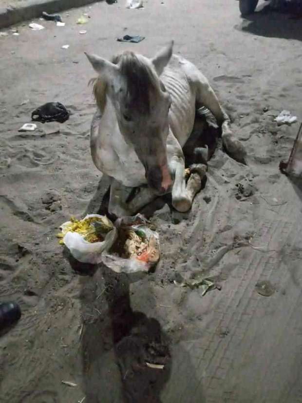 أهالي بورسعيد يعتنون بـ حصان هزيل ويقدمون له الطعام
