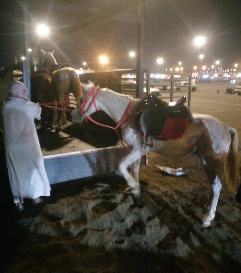 بالصور.. مصادرة عشرات الخيول بأحجام مختلفة داخل مركبات عمالة مخالفة بالسعودية