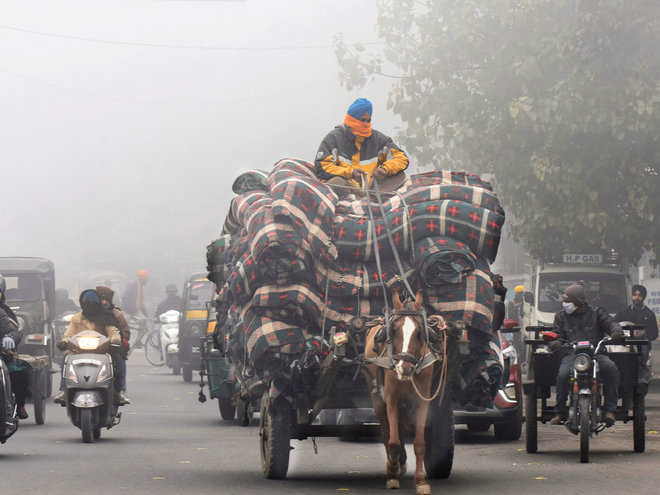 "حمال الأسية".. صورة لحصان في الهند يحمل أطنانا من القماش
