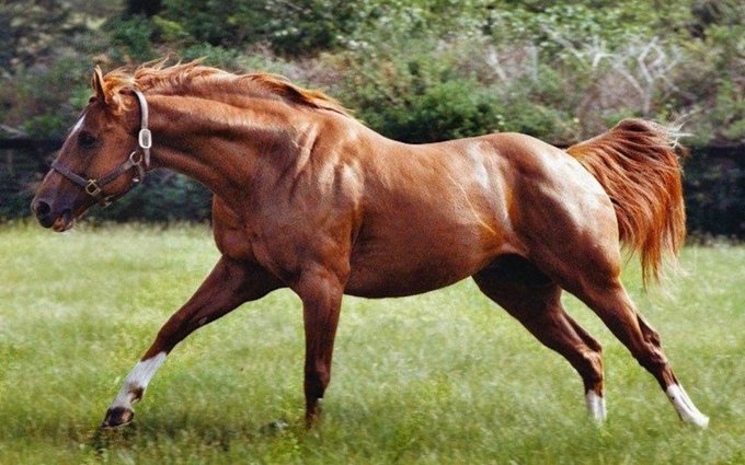 7 صفات للحصان الاسطورة سيكرتاريت.. أهمها تكوين جسده الخارق