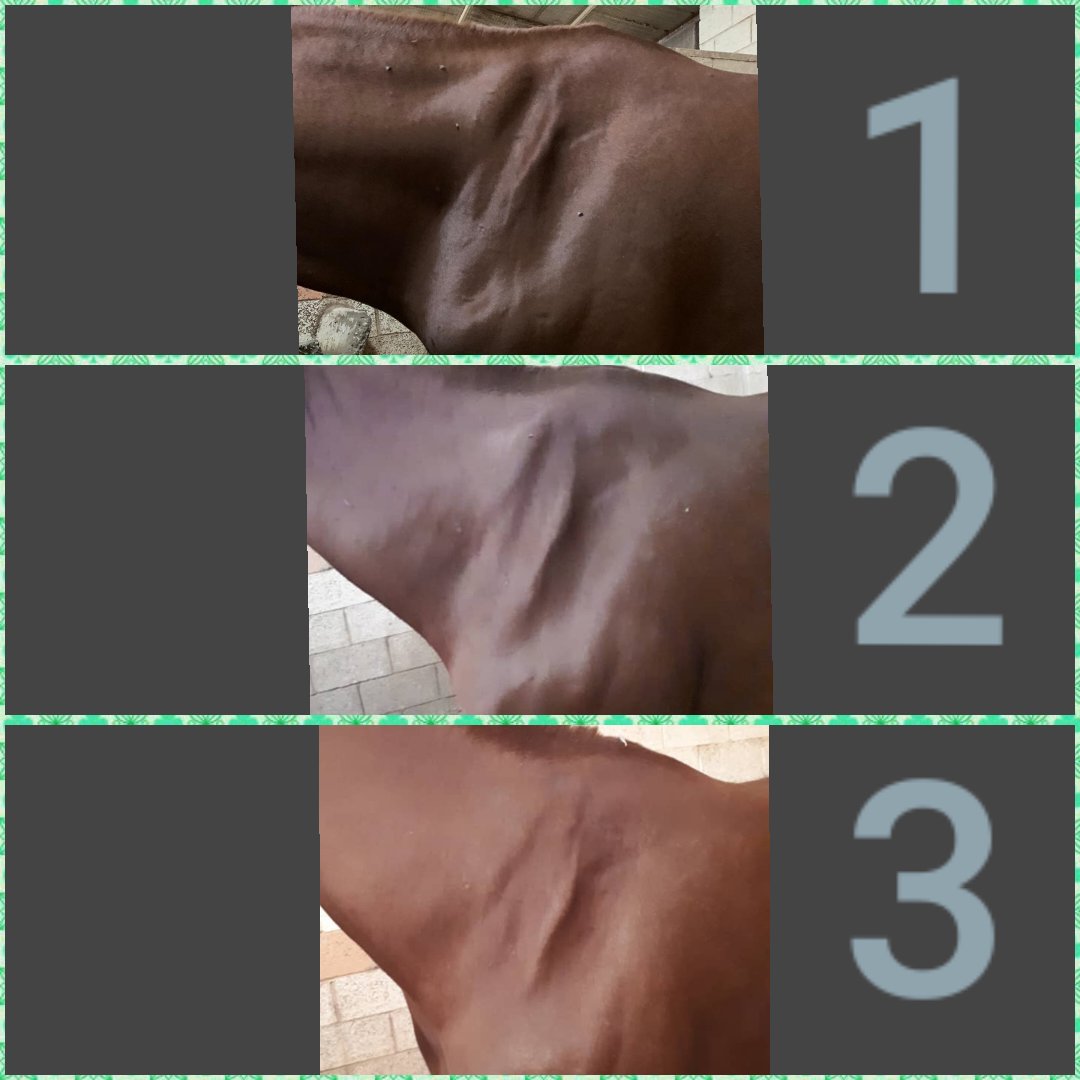 تعرف على كيفية استخدام دم الحصان لعلاج الخيول من ضمور العضلات