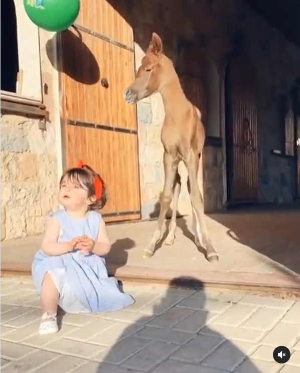 فيديو لطفلة صغيرة تداعب مهرة يشعل موقع إنستجرام