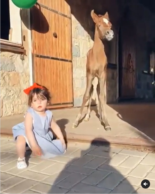 فيديو لطفلة صغيرة تداعب مهرة يشعل موقع إنستجرام