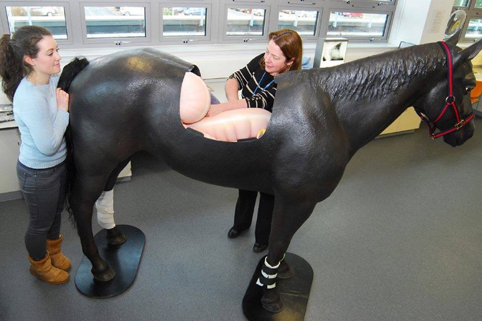 بالصور.. "مجسمات الخيول" وسيلة آمنة لتدريب البيطريين في النمسا