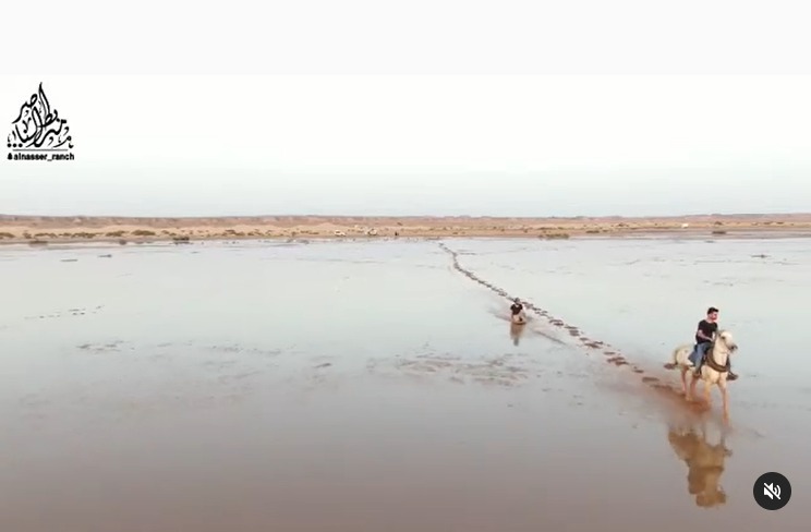 شاهد.. فرسان مربط ناصر السعودي يتزحلقون بالخيول على مياه الأمطار