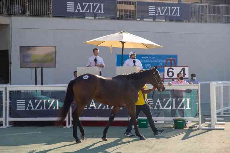شراء الحصان روفر بـ 60 ألف درهم في مزاد هيئة الإمارات لسباق الخيل