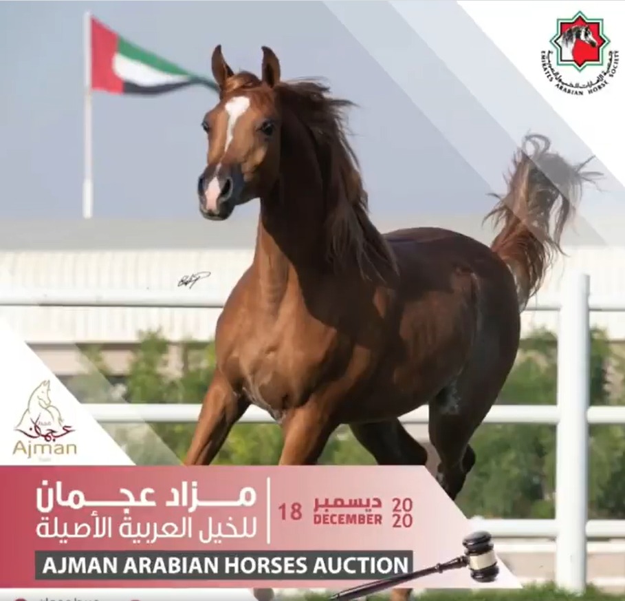  بالفيديو.. أسماء الخيول المشاركة في مزاد عجمان 18 ديسمبر