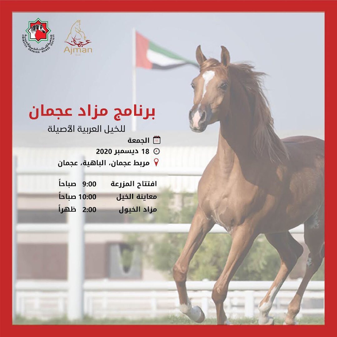 18 ديسمبر.. انطلاق مزاد عجمان للخيول العربية الأصيلة بمشاركة 52 حصانا