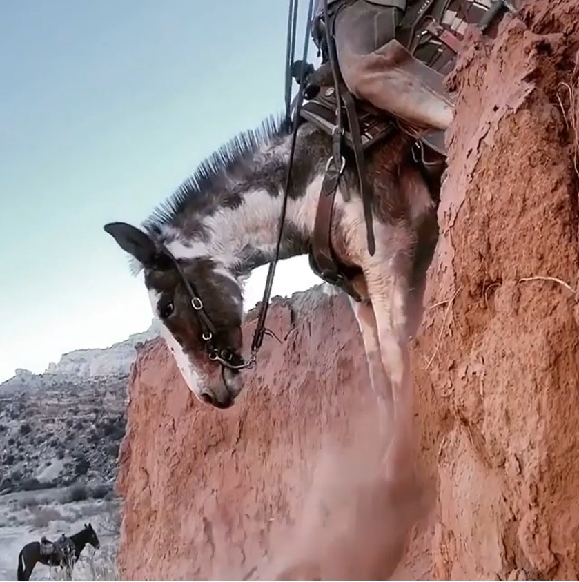 شاهد.. فيديو مذهل لحصان يتحدى منحدر جبلي