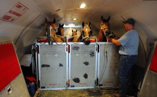 كيف تنقل الخيول للمشاركة في السباقات العالمية.. تعرف على خطوات وطريقة النقل المثالية