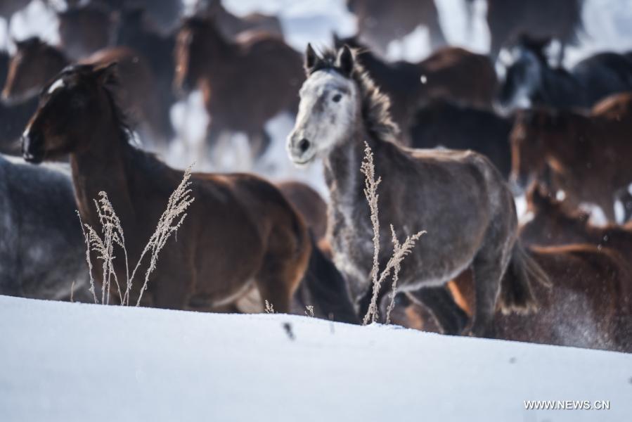 بالصور.. أفضل سلالات الخيول الصينية تتسابق على الجليد